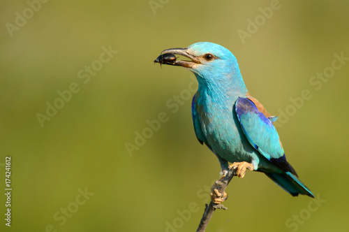 European Roller sitting on a branch with prey