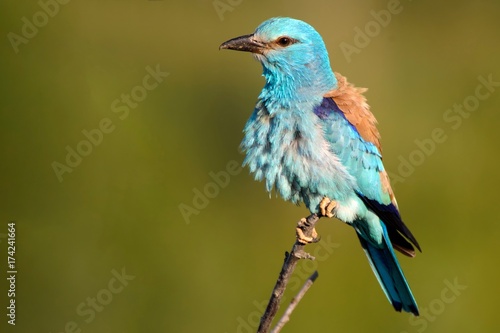 European roller sitting on a branch on a beautiful background © Tatiana