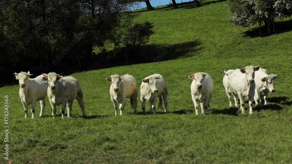 Cows grazing on a green grassy field on a bright sunny day. Normandy, France. Cattle breeding, industrial agriculture concept. Summer countryside landscape, pastureland for domesticated livestock Cows grazing on a green grassy field on a bright sunny day. Normandy, France. Cattle breeding, industrial agriculture concept. Summer countryside landscape, pastureland for domesticated livestock