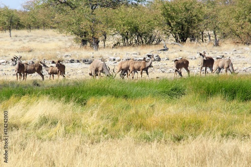 Safari en Namibie © Pauline
