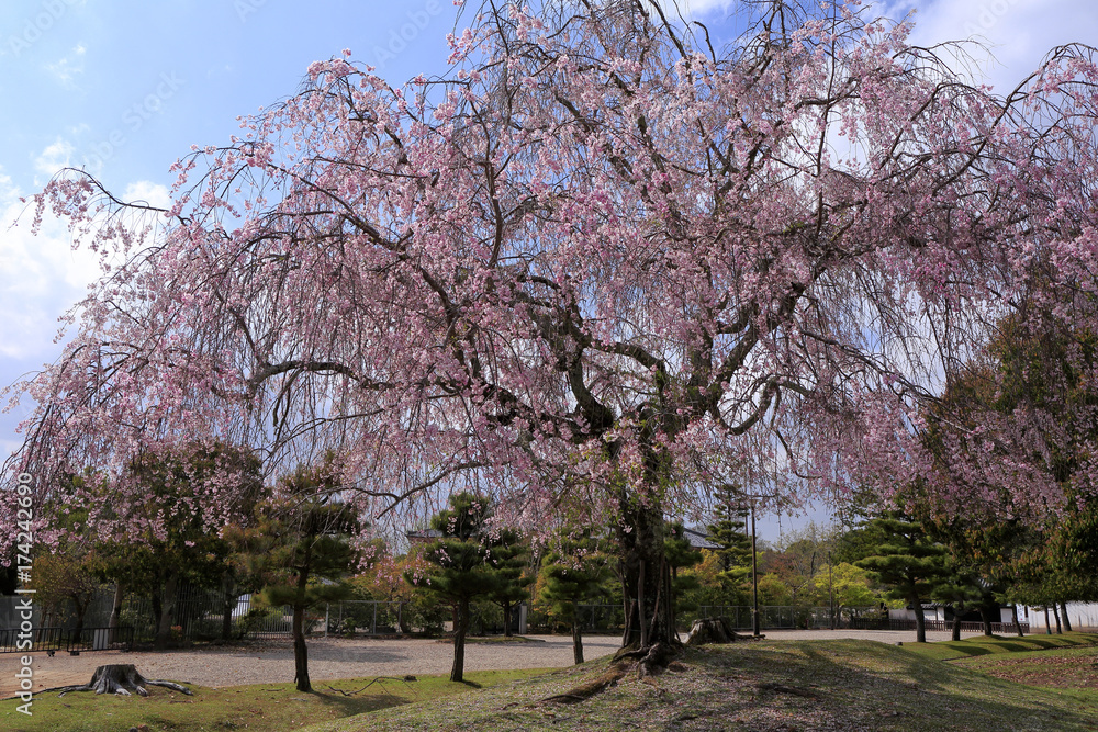 Weeping cherry in Nara Park, Nara, Nara Prefecture, Japan Weeping cherry in Nara Park, Nara, Nara Prefecture, Japan