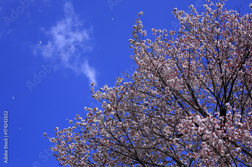 Cherry tree and blue sky in Japan © yoshiyayo