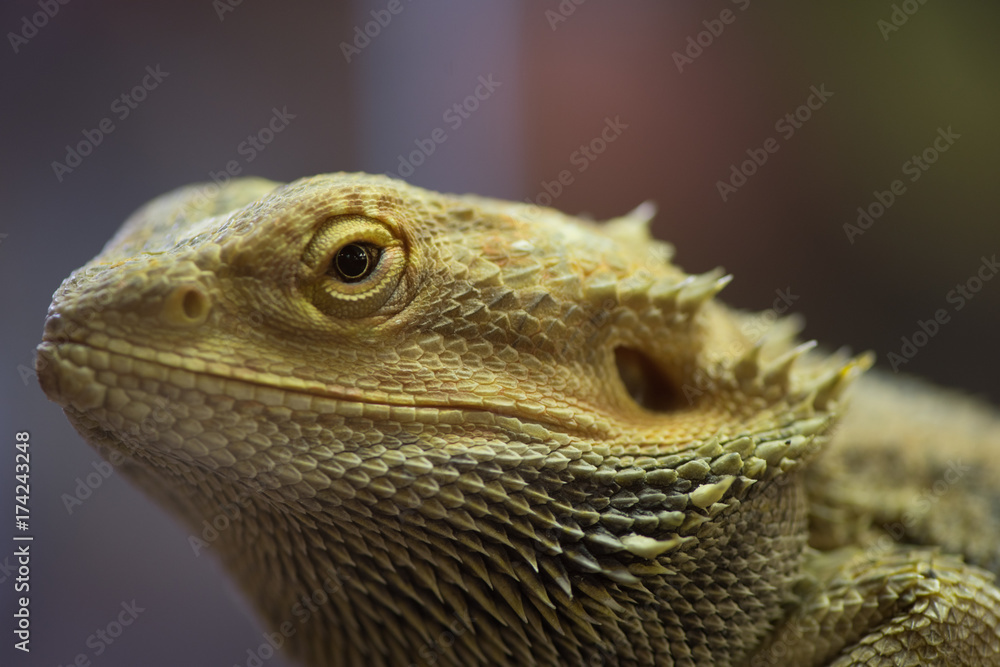 Pogona vitticeps with light green skin. Bearded dragon Pogona vitticeps with light green skin. Bearded dragon