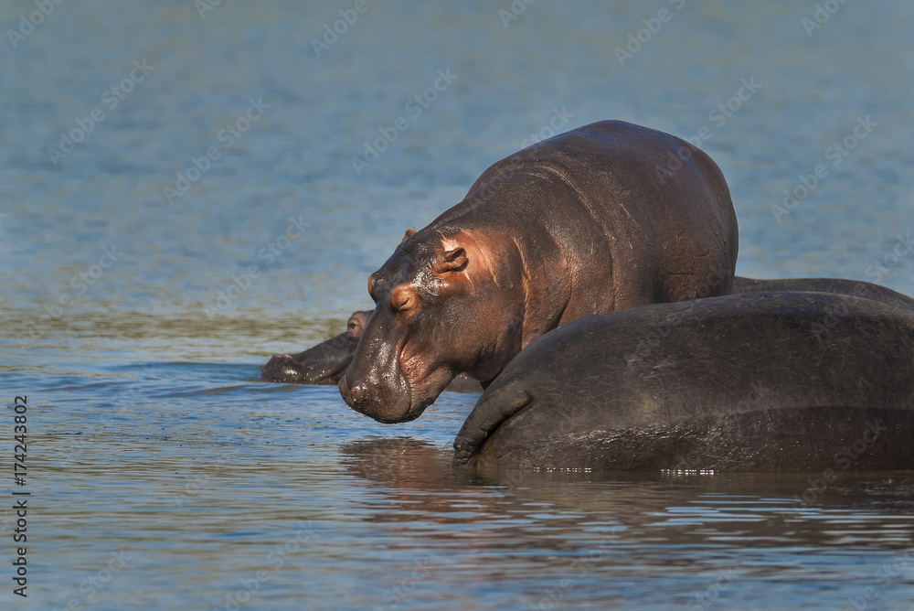 Fototapeta premium HIPPOPOTAMUS AMPHIBIUS, South Africa