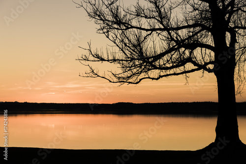 Bäume am See