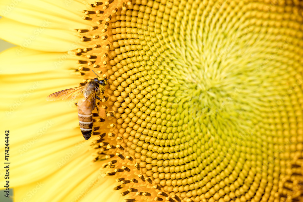 Closed up of sunflower plant with bee background Closed up of sunflower plant with bee background