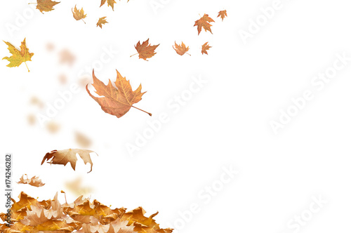 Photography falling leaves in autumn background isolated space for your text