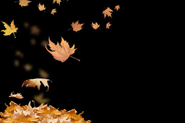 falling leaves in autumn background isolated space for your text