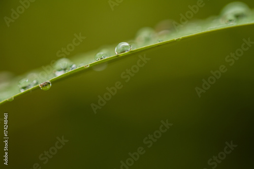 Leaf water drop