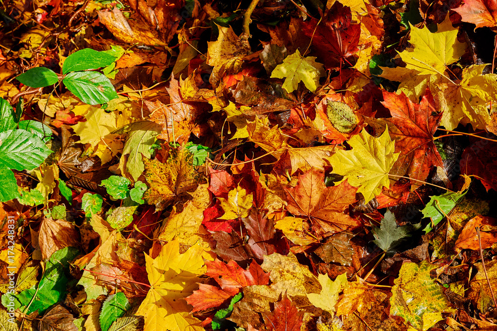 Vivid colored autumn leaves, fallen from trees, lying on the ground under fresh green beech leaves