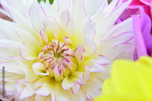 Fototapeta Naklejka Na Ścianę i Meble -  Closeup of white dahlia with purple tips