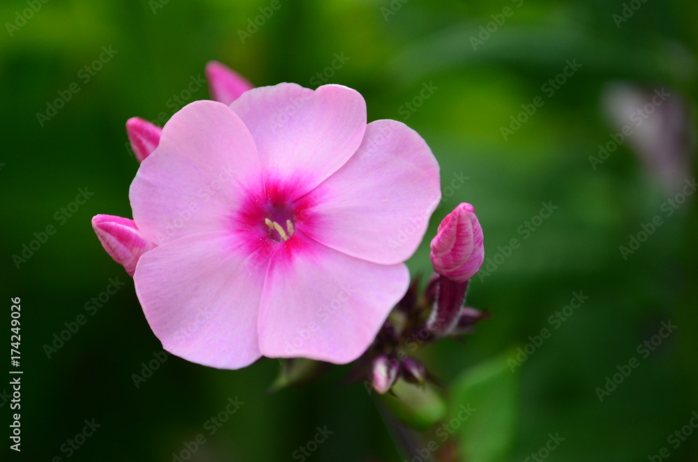Isolated pink flower and buds from a tall phlox Isolated pink flower and buds from a tall phlox