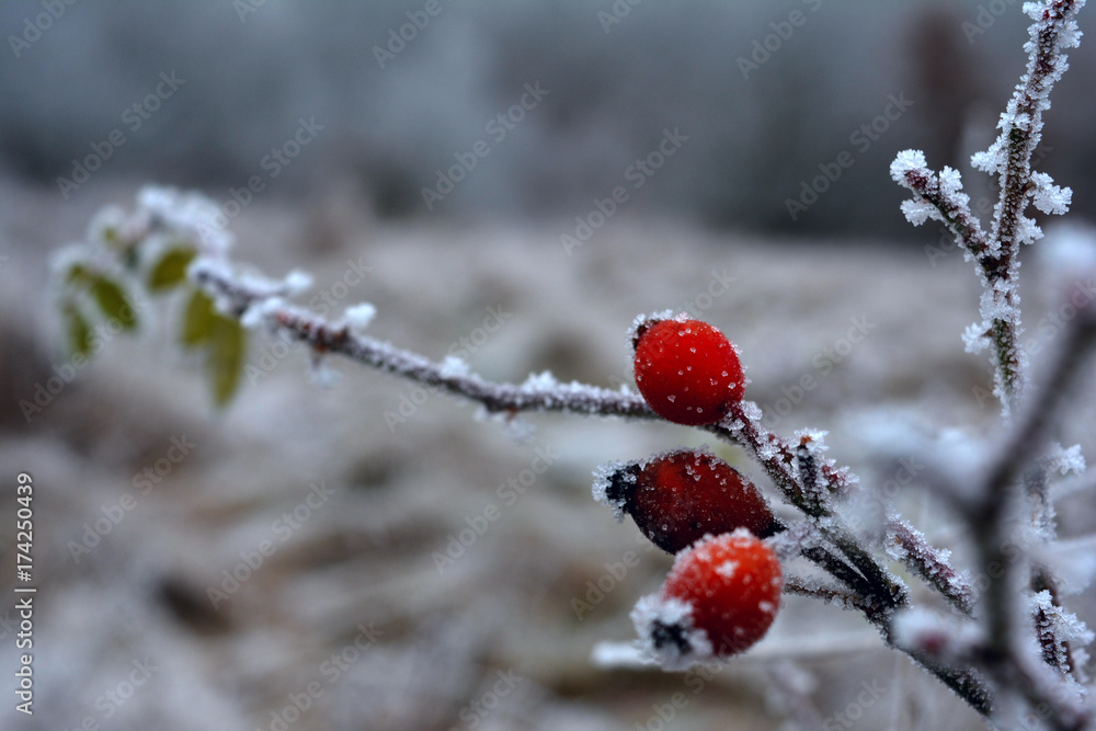 Frozen branches with arrows Frozen branches with arrows