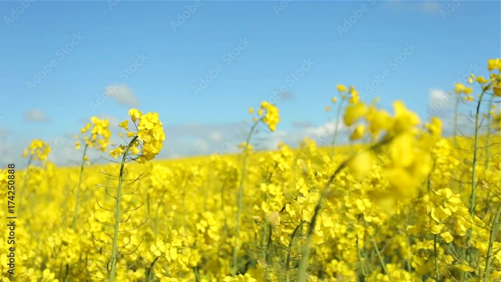 Beautiful yellow flowering rapeseed field in Normandy, France. Country agricultural landscape on a sunny spring day. Environment friendly farming and industrial agriculture concept Beautiful yellow flowering rapeseed field in Normandy, France. Country agricultural landscape on a sunny spring day. Environment friendly farming and industrial agriculture concept