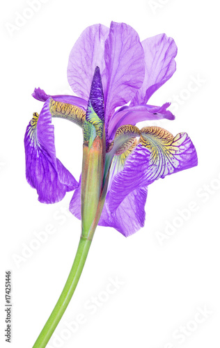 Fototapeta Naklejka Na Ścianę i Meble -  bright lilac iris bloom isolated closeup