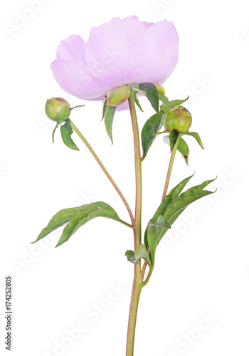 isolated large lilac peony with green leaves