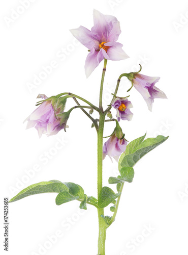 Fototapeta Naklejka Na Ścianę i Meble -  lilac blossoming isolated potato plant
