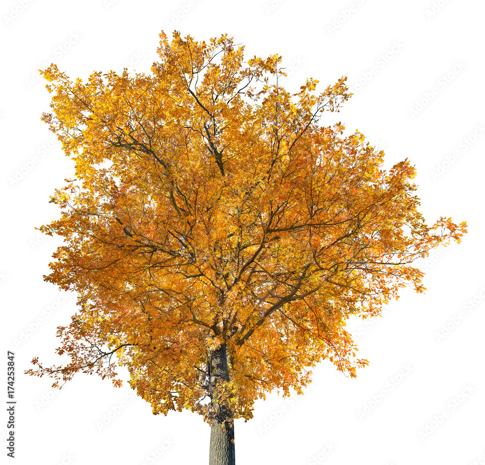 bright gold large old oak isolated on white