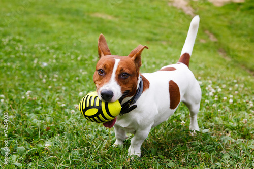 Jack Russell Terrier with ball on green meadow