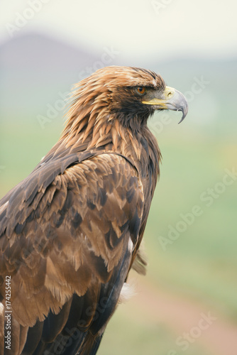 portrait of a brown eagle