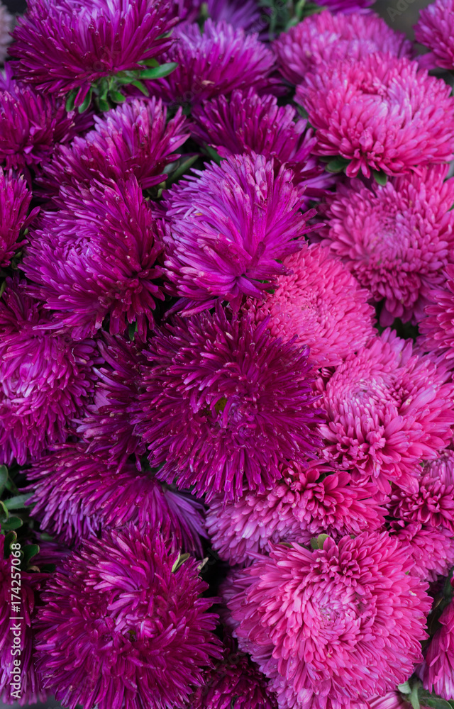 beautiful multicolored flowers of asters grown in the summer garden. beautiful multicolored flowers of asters grown in the summer garden.