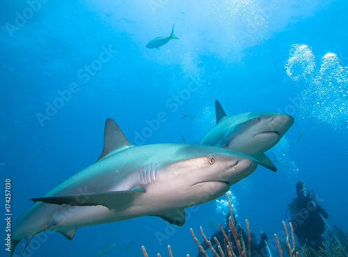 Caribbean reef sharks and divers.