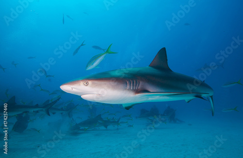 Caribbean reef shark and divers.