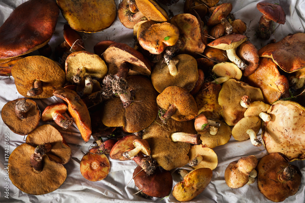 heap of fresh mushrooms porcini heap of fresh mushrooms porcini