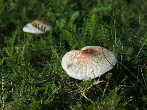Foto Stinkschirmling, Giftpilz