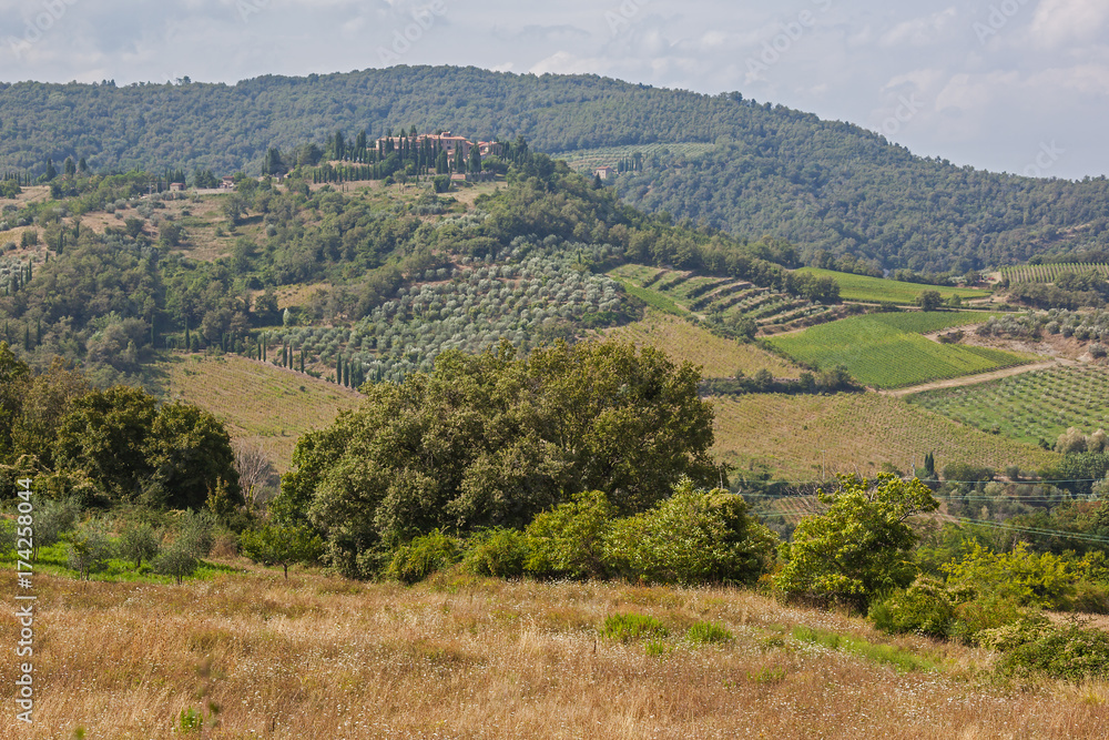 Magnificent view of picturesque Tuscany landscape with vineyards, cypress and olive trees in the Chianti region, Italy