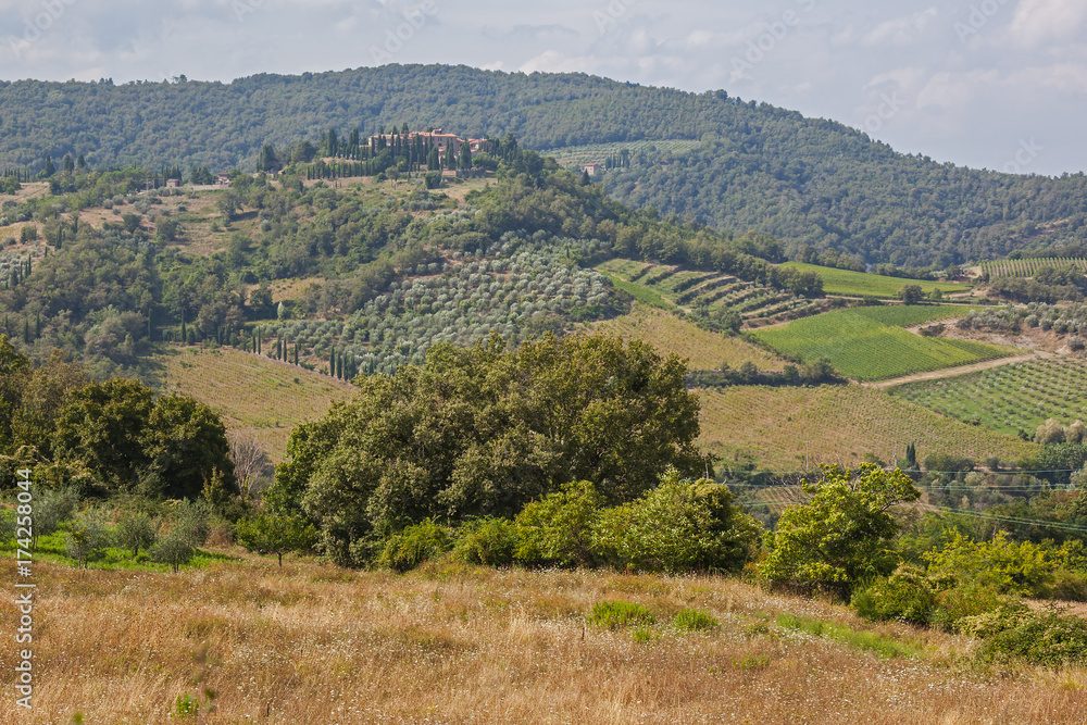 Obraz premium Magnificent view of picturesque Tuscany landscape with vineyards, cypress and olive trees in the Chianti region, Italy