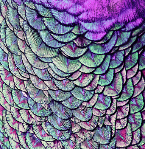 beautiful backdrop of bright, colorful pattern of feathers wondrous fabulous ...