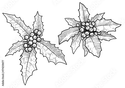 Holly berry illustration, drawing, engraving, ink, line art, vector
