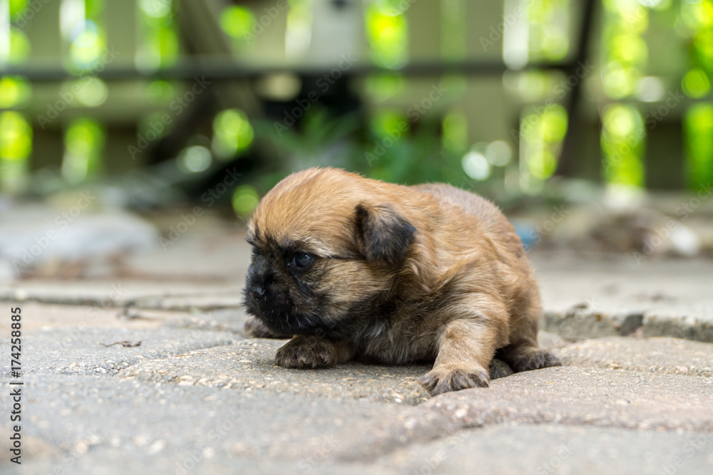 Obraz premium New born tan and black terrier puppy