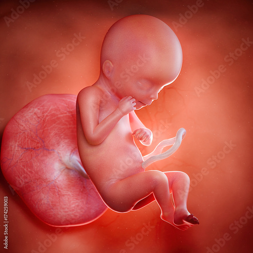 3d rendered medically accurate illustration of a fetus week 19