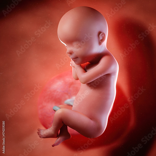 3d rendered medically accurate illustration of a fetus week 30