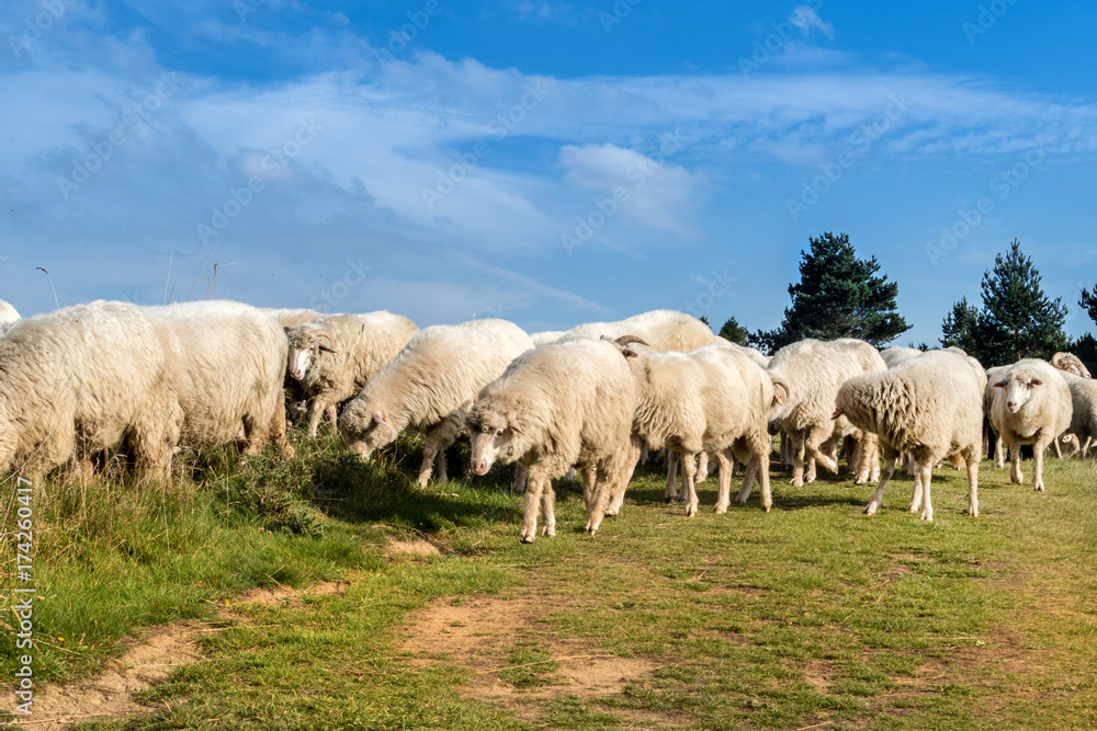Flock of sheep grazing. Flock of sheep grazing.