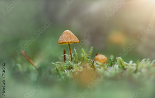 Kleiner Pilz im Sonnenschein