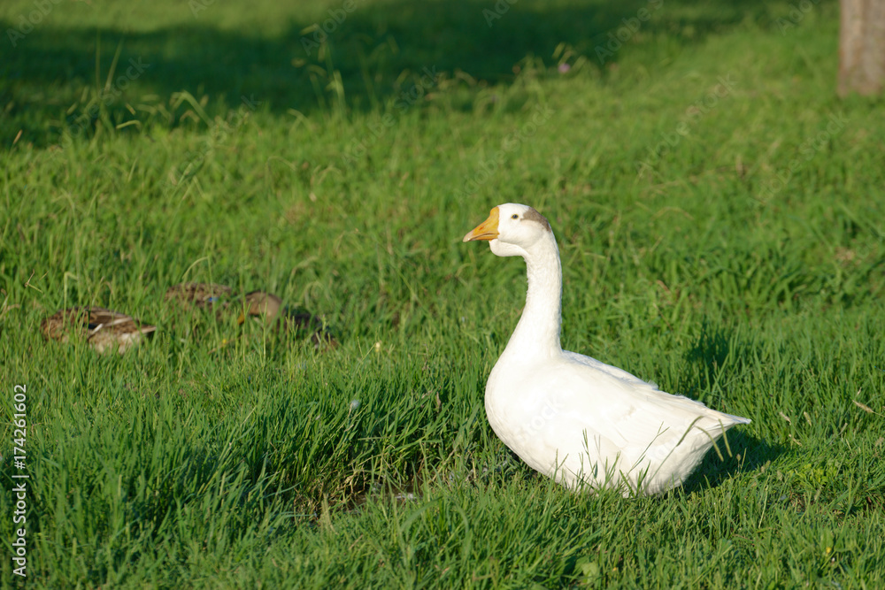 white goose with young ducks on green grass