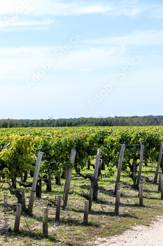 View of vineyard