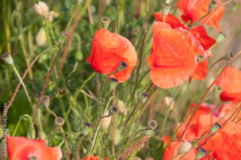 Fototapeta premium Poppies in Flanders