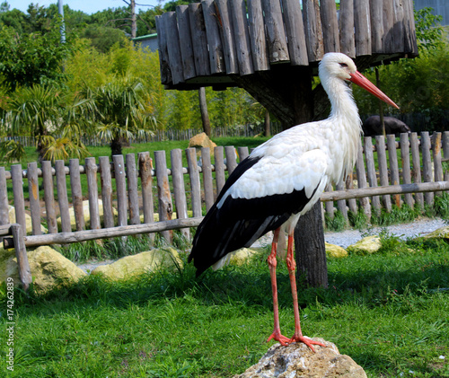 a big stork in the park
