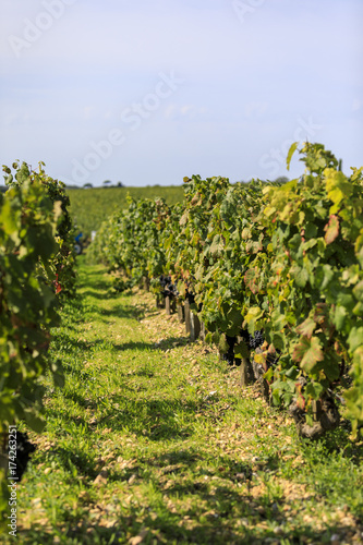View of vineyard