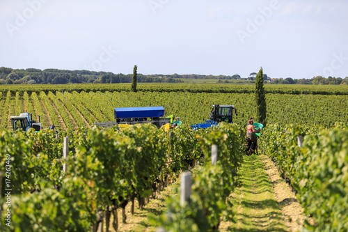 Woman working in vendange of red wine photo