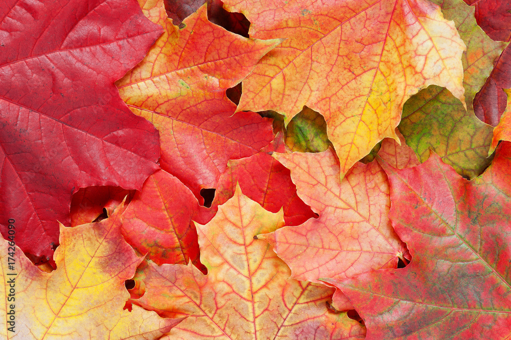 Layer of bright autumn leafs of maple Layer of bright autumn leafs of maple