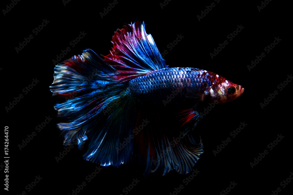Obraz premium betta fish, siamese fighting fish in thailand isolated on black background