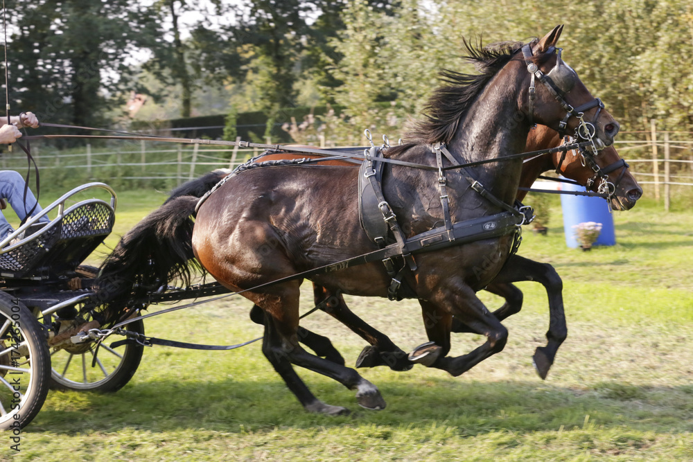 Duospan bruine paarden nemen een eindsprintje. Duospan bruine paarden nemen een eindsprintje.