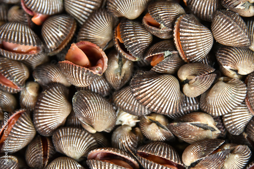 Close up Background fresh and raw big cockle or blood cockie for sale and use for cook grill and steam in the local seafood market in Thailand photo