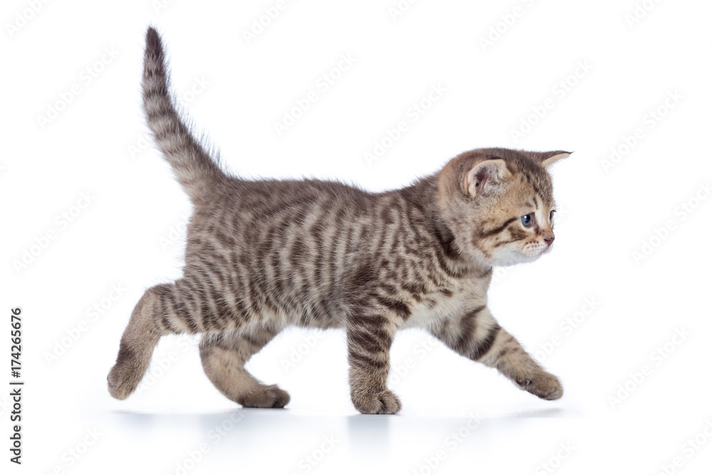 Obraz premium Szary kot kotek chodzi z wdziękiem wzdłuż białego tła