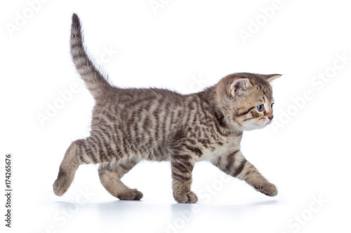 Grey cat kitten walking gracefully along white background